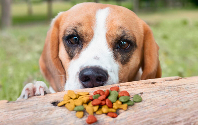 Pesquisa revela aspectos desejados nas rações e aponta tendências na alimentação dos animais